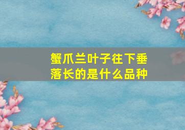 蟹爪兰叶子往下垂落长的是什么品种