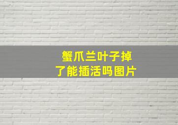 蟹爪兰叶子掉了能插活吗图片