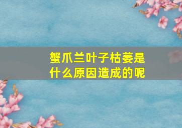 蟹爪兰叶子枯萎是什么原因造成的呢