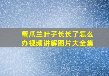 蟹爪兰叶子长长了怎么办视频讲解图片大全集