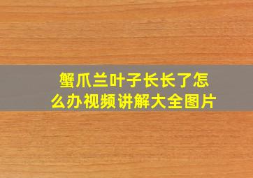 蟹爪兰叶子长长了怎么办视频讲解大全图片