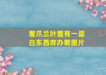 蟹爪兰叶面有一层白东西咋办呢图片