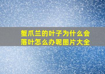 蟹爪兰的叶子为什么会落叶怎么办呢图片大全