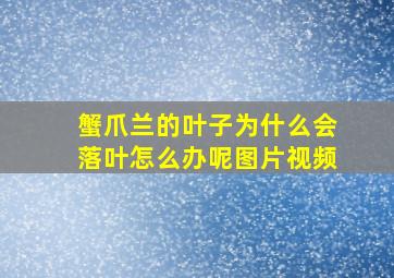 蟹爪兰的叶子为什么会落叶怎么办呢图片视频