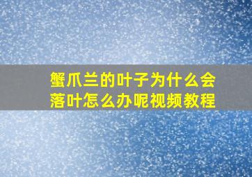 蟹爪兰的叶子为什么会落叶怎么办呢视频教程