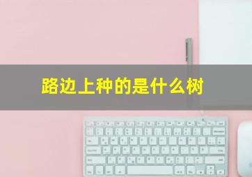 路边上种的是什么树