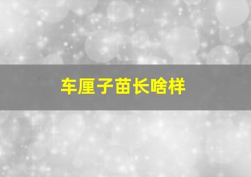 车厘子苗长啥样