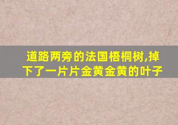 道路两旁的法国梧桐树,掉下了一片片金黄金黄的叶子