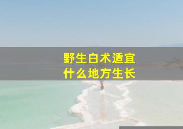 野生白术适宜什么地方生长