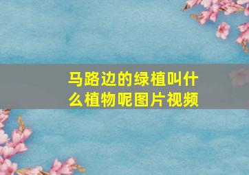 马路边的绿植叫什么植物呢图片视频