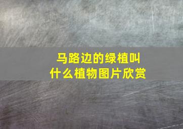 马路边的绿植叫什么植物图片欣赏