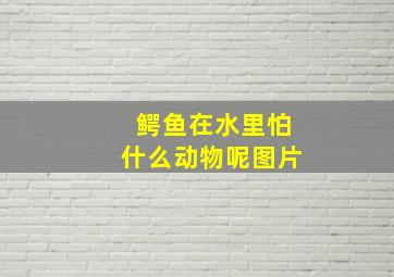 鳄鱼在水里怕什么动物呢图片