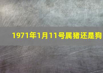 1971年1月11号属猪还是狗