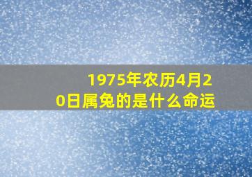 1975年农历4月20日属兔的是什么命运