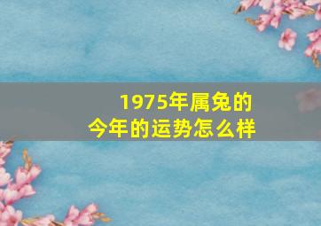 1975年属兔的今年的运势怎么样