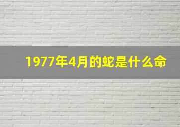 1977年4月的蛇是什么命