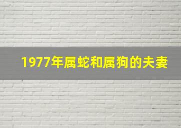 1977年属蛇和属狗的夫妻