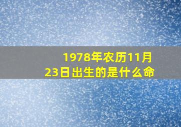 1978年农历11月23日出生的是什么命