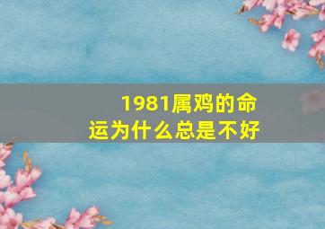 1981属鸡的命运为什么总是不好