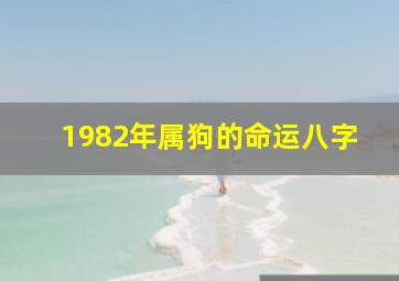 1982年属狗的命运八字