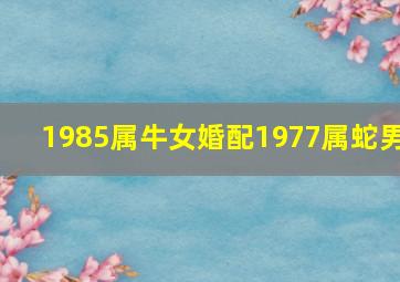 1985属牛女婚配1977属蛇男