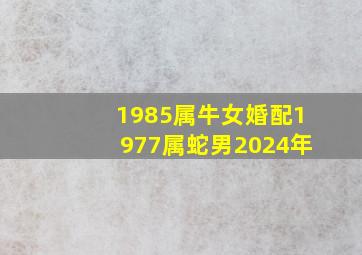 1985属牛女婚配1977属蛇男2024年