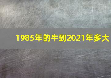 1985年的牛到2021年多大