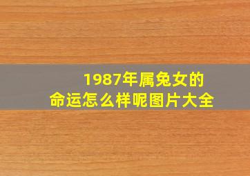 1987年属兔女的命运怎么样呢图片大全