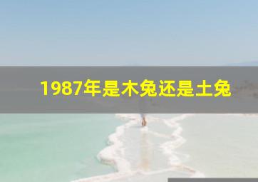 1987年是木兔还是土兔