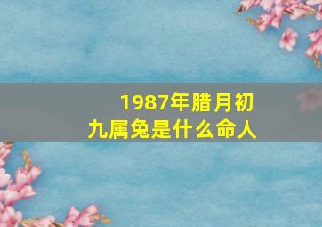 1987年腊月初九属兔是什么命人