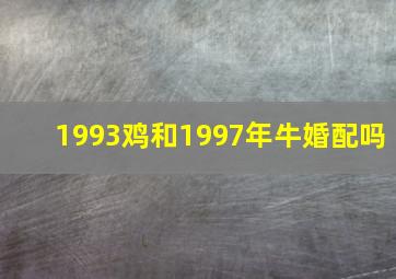 1993鸡和1997年牛婚配吗