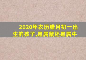 2020年农历腊月初一出生的孩子,是属鼠还是属牛