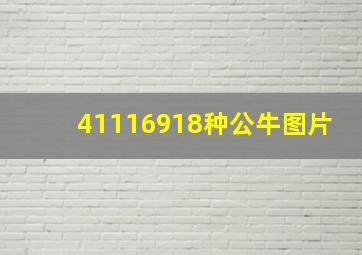 41116918种公牛图片