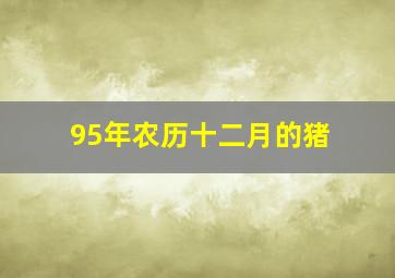 95年农历十二月的猪