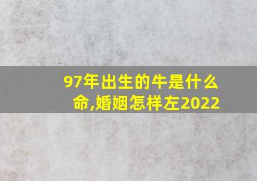 97年出生的牛是什么命,婚姻怎样左2022