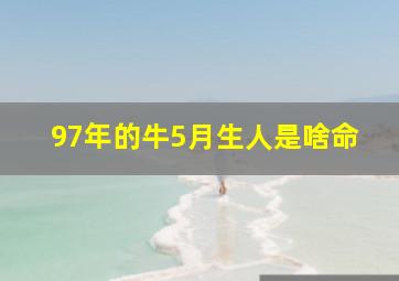 97年的牛5月生人是啥命