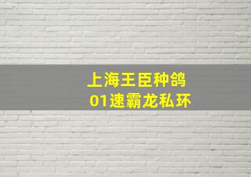 上海王臣种鸽01速霸龙私环