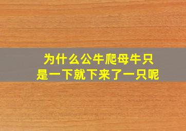 为什么公牛爬母牛只是一下就下来了一只呢