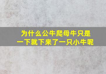 为什么公牛爬母牛只是一下就下来了一只小牛呢