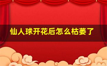 仙人球开花后怎么枯萎了