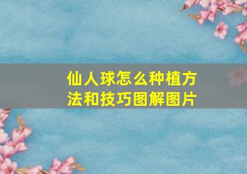 仙人球怎么种植方法和技巧图解图片