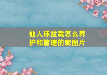 仙人球盆栽怎么养护和管理的呢图片