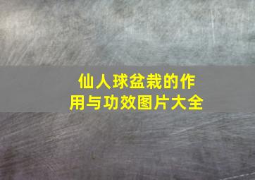 仙人球盆栽的作用与功效图片大全