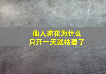 仙人球花为什么只开一天就枯萎了