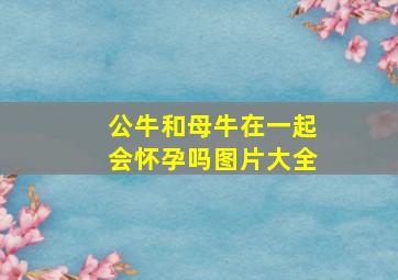 公牛和母牛在一起会怀孕吗图片大全