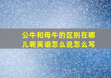 公牛和母牛的区别在哪儿呢英语怎么说怎么写