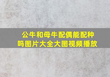 公牛和母牛配偶能配种吗图片大全大图视频播放