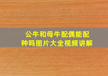 公牛和母牛配偶能配种吗图片大全视频讲解