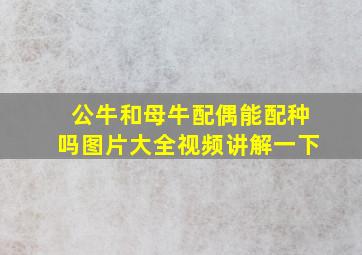 公牛和母牛配偶能配种吗图片大全视频讲解一下