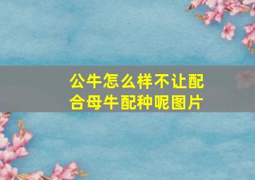 公牛怎么样不让配合母牛配种呢图片